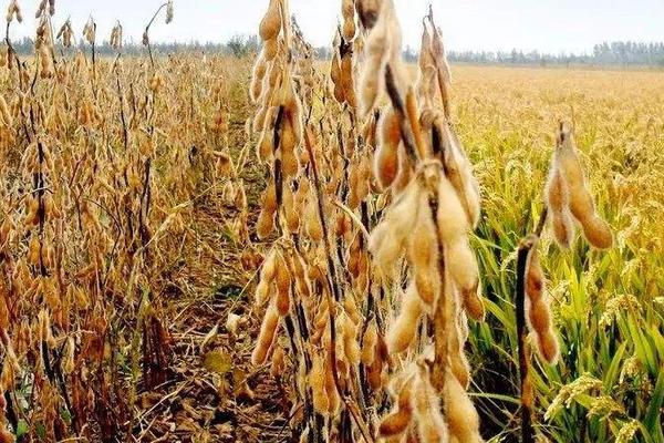 绥农71大豆种子介绍，高蛋白品种