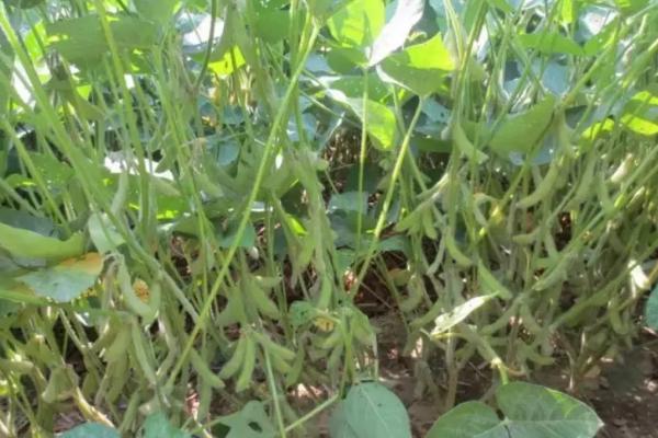 中龙102大豆种子介绍，生育期间及时中耕管理