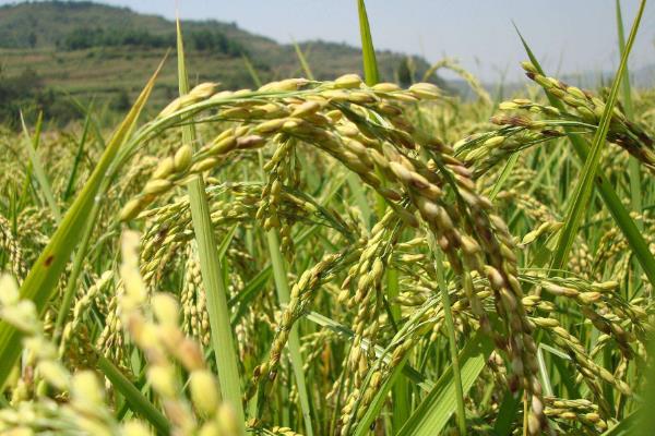 富稻10水稻种子介绍，该品种主茎11片叶