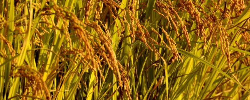 龙稻113水稻种子特征特性，该品种主茎14片叶