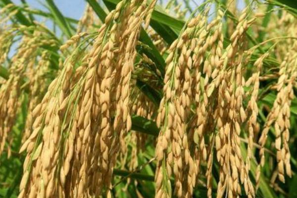 绥粳32水稻种子特征特性，该品种主茎10片叶