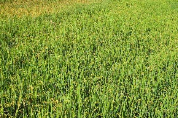 龙垦290水稻种子介绍，防治稻瘟病的同时防治纹枯病