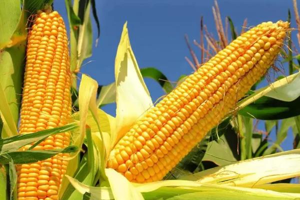 瑞禾白糯80玉米种子特征特性，注意抗旱排涝和防治病虫害