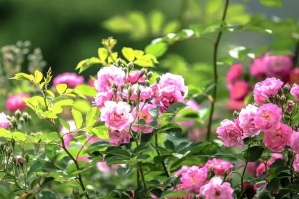 蔷薇花什么时候开，在5-9月时开花