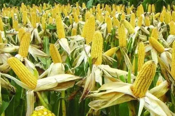 锐贮898玉米种子介绍，种植密度每亩5500株