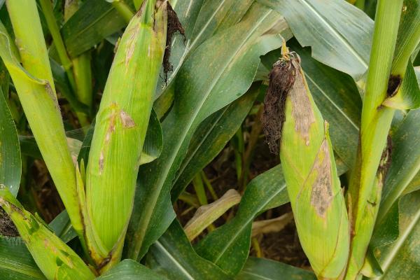 武科831玉米品种的特性，4月上中旬播种