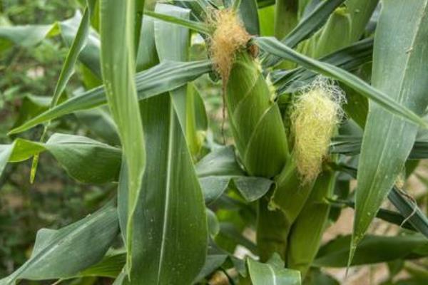 中科玉613玉米种子特征特性，种植密度3000株/亩左右