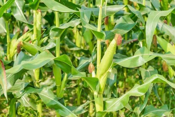 乐农101玉米种子特征特性，4月下旬至5月上旬播种
