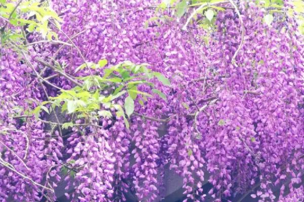 紫藤叶子发黄的原因及解决办法，可能是浇水过多或缺肥等导致的