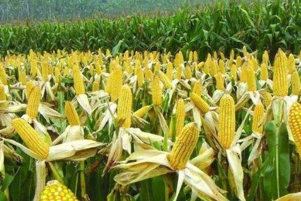 诚信184玉米品种简介，种植密度4500株/亩左右