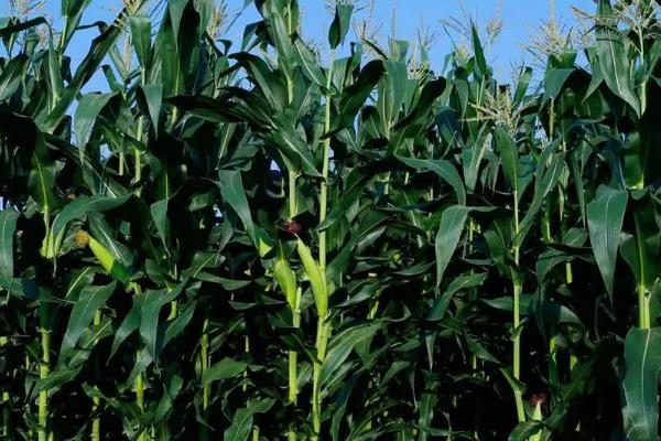 金博士818玉米种子简介，亩种植密度4500株左右