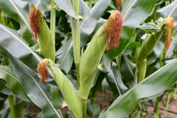 金苑玉197玉米种子特点，苗期注意防治地下害虫