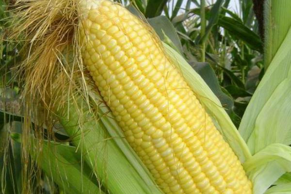 隆平768玉米种子介绍，中等肥力以上地块栽培