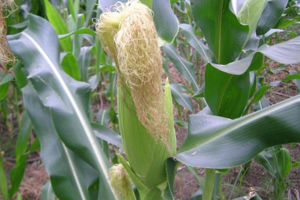 臻邦5玉米种子特点，中抗穗腐病