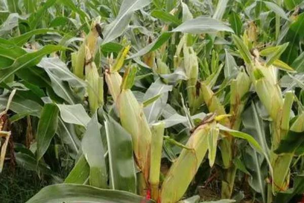 佳310玉米种子特征特性，中抗茎腐病