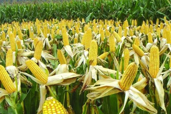霖青3号玉米品种的特性，每亩施用尿素25千克
