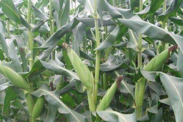 利玉61玉米种子简介，注意防治地下害虫和玉米螟