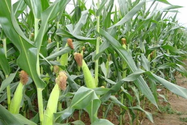 罗单566DT玉米种子特点，土壤墒情适宜时播种