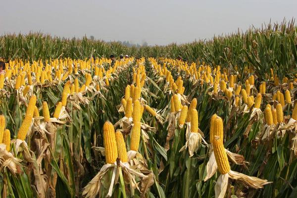 登海605D玉米品种简介，出苗至成熟109.0天