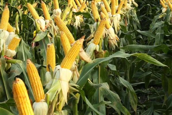 郑单958GK玉米种子特征特性，注意防治草害