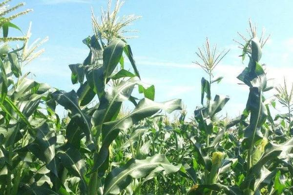 天育839玉米种子特征特性，种植密度每亩4000株左右