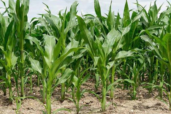 富玉188玉米种子简介，适宜栽培密度5000株/亩