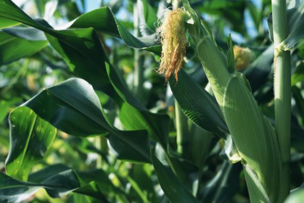 天农20玉米种子介绍，大喇叭口期应注意防治玉米螟