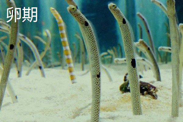 鳗鱼介绍，常栖息在清洁的水域