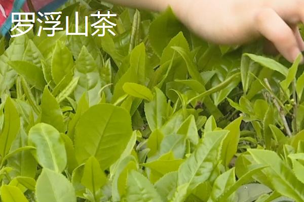 广东名茶排行榜，广东是一个饮茶大省