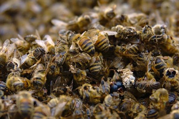 蜜蜂越冬死亡的原因，越冬是蜜蜂生存最大的考验