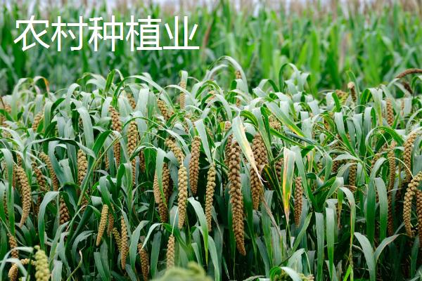 农村养殖业和种植业对比，养殖业的风险比种植业更高