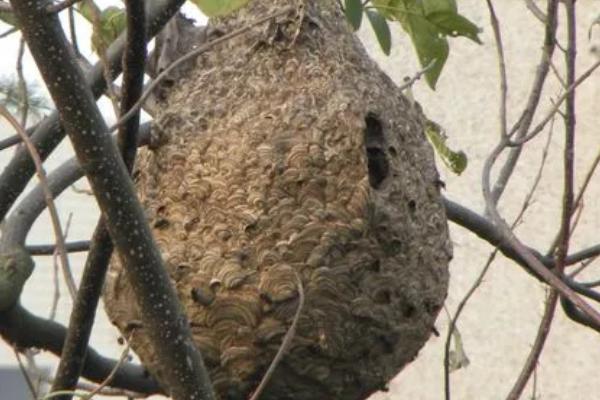 野生马蜂窝的价格，食用型蜂窝一斤通常超过80元