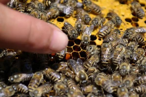 什么情况下蜜蜂会打架，并群失误是打架的主要原因