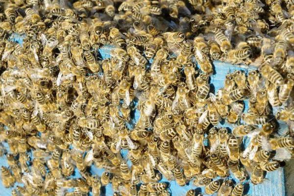 什么情况下蜜蜂会打架，并群失误是打架的主要原因
