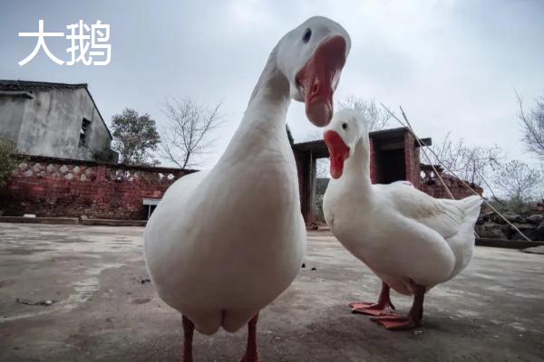 天鹅和大鹅的区别，天鹅头上通常没有肉瘤