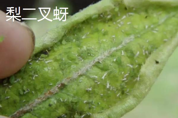 氯氰菊酯适合什么时候打，不同虫害的防治时间和方式不同