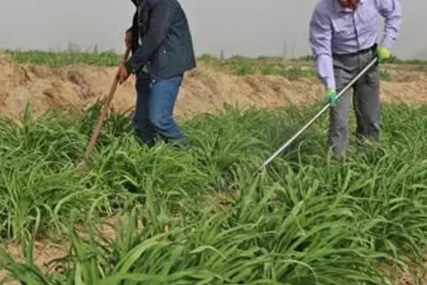 黄花菜除草方法，可人工除草也可药剂除草