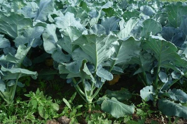 蔬菜的种植方法，低温天气可用薄膜育秧