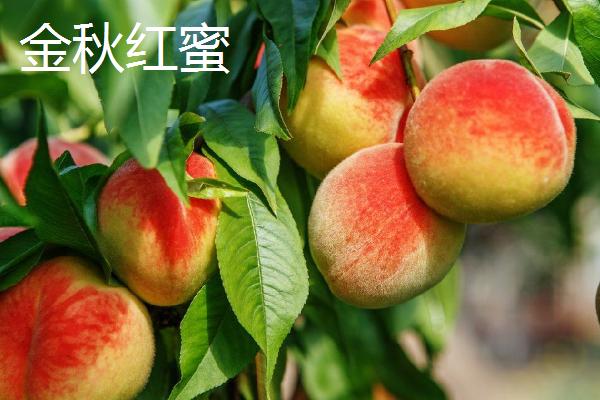 秦王桃的价格，每斤价格在4-5元