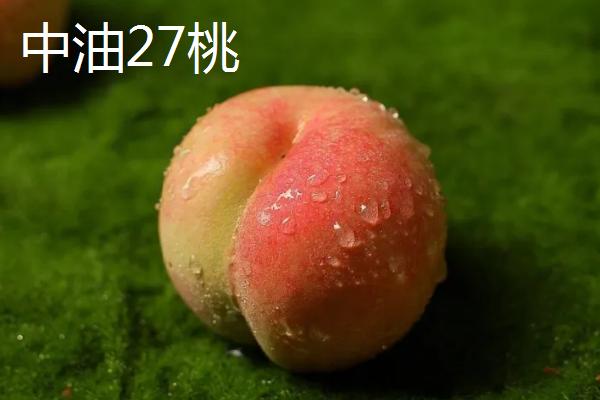 秦王桃的价格，每斤价格在4-5元