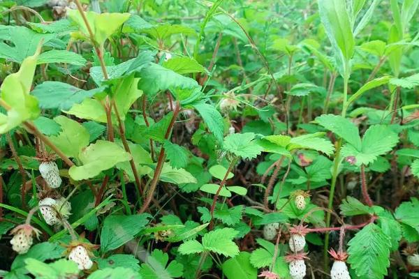 野草莓种植管理方法，管理比较粗放