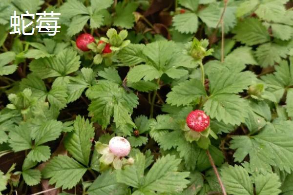 野草莓种植管理方法，管理比较粗放