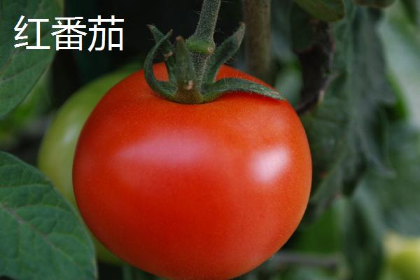 红番茄、黑番茄、黄番茄的区别，栽培技术明显不同