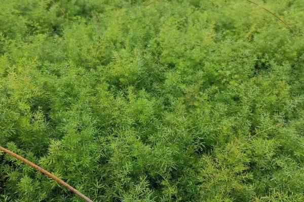 天门冬的种植技术，春天和秋天都可播种繁殖