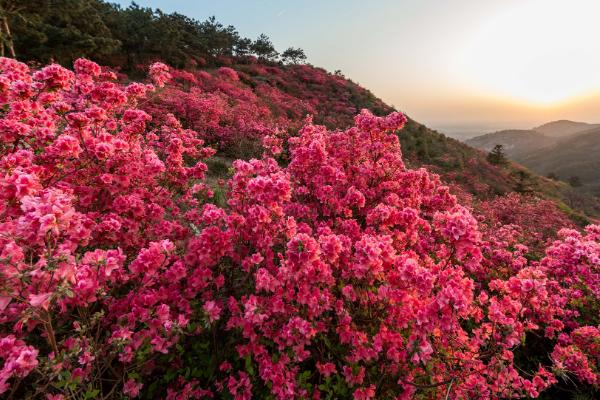 杜鹃花何时开放，开花时间取决于培育环境