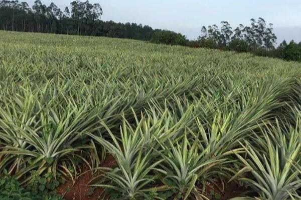 种植菠萝的条件，年降雨量需达到500-2800毫米