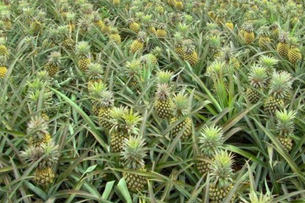 种植菠萝的条件，年降雨量需达到500-2800毫米