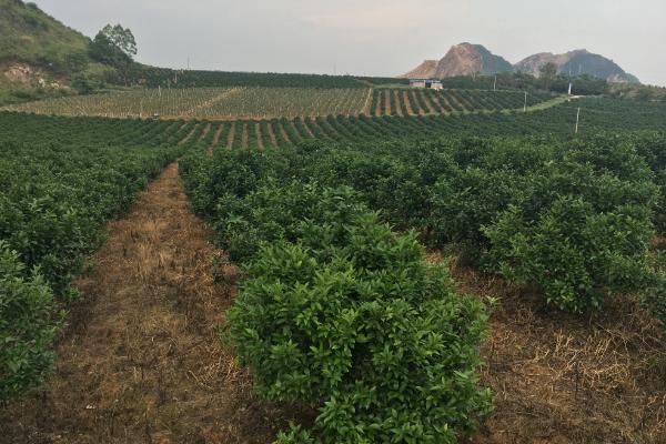 种植柑橘的条件，年降雨量需达到1200-2000毫米