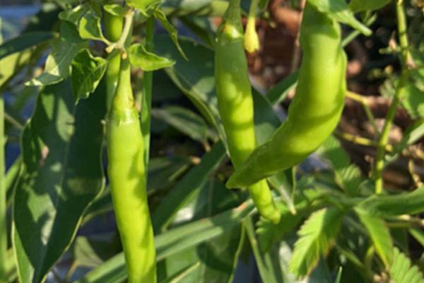 辣椒生长周期，从现蕾到坐果需要10-15天左右
