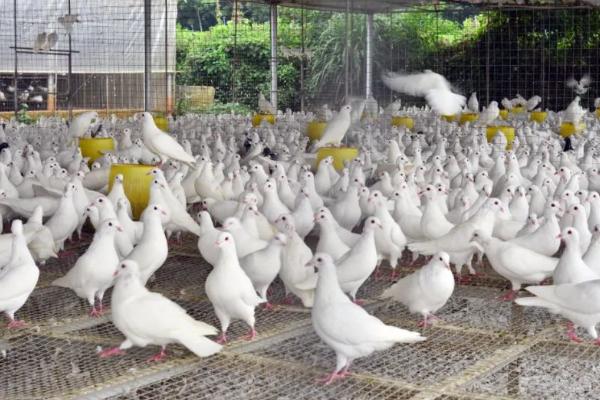 养殖鸽子怎么检查健康状况，健康的鸽子比较活泼且敏感